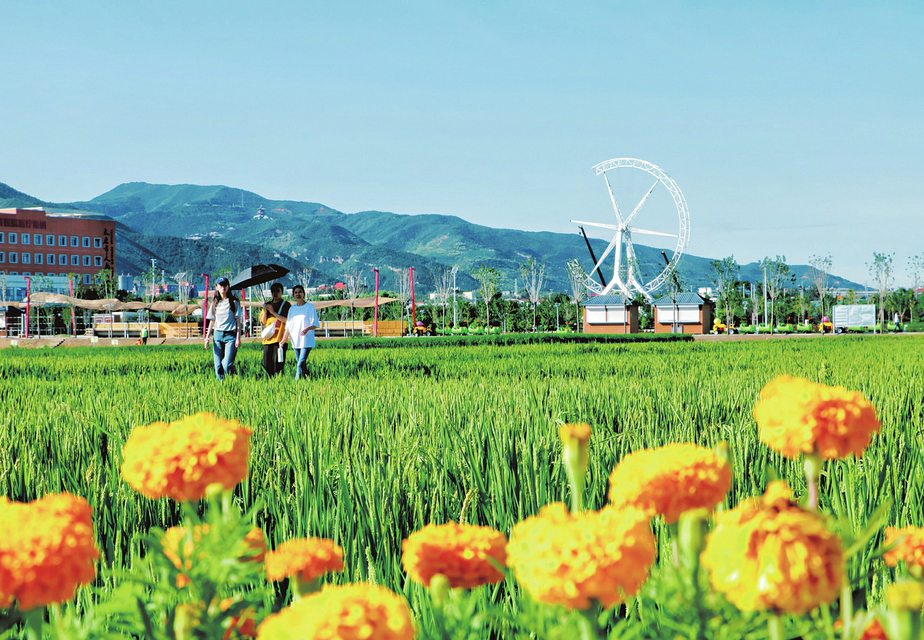 省城晉源區(qū)稻田公園內(nèi)，空氣清新，花開(kāi)正盛。游客行走在綠油油的稻田間悠然自得。