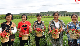 辣椒紅了采摘忙 9月5日，山西省長(zhǎng)治市武鄉(xiāng)縣監(jiān)漳鎮(zhèn)西川村50畝辣椒掛滿(mǎn)枝頭，長(zhǎng)勢(shì)喜人，豐收在望。種植戶(hù)在采收辣椒。