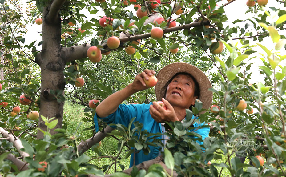 蘋(píng)果豐收掛滿(mǎn)枝 果農(nóng)采摘忙