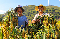 山西夏縣：金秋谷子收獲忙