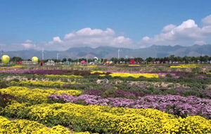 秋高氣爽，快來(lái)芮城賞菊花