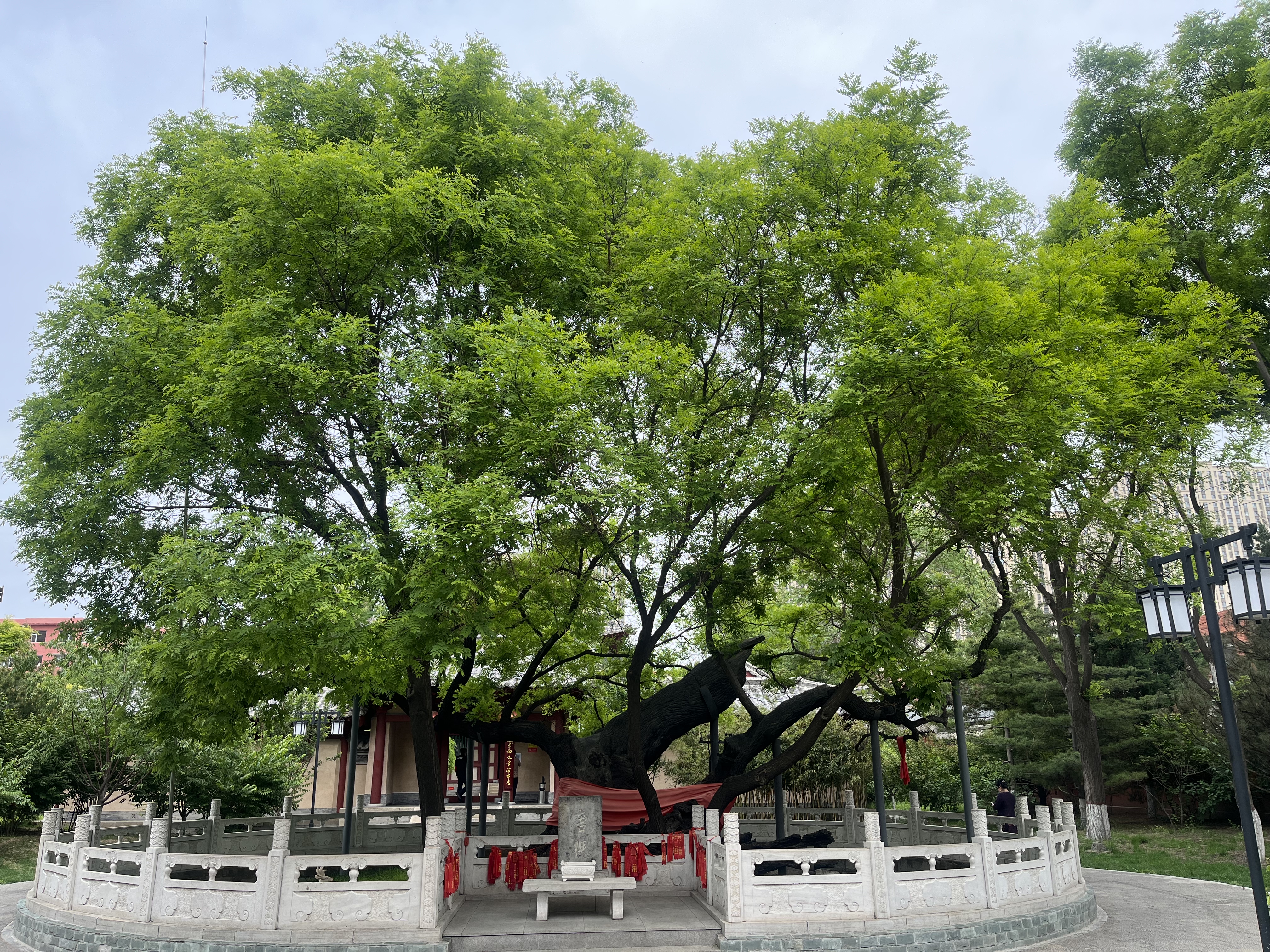 5.狄仁杰文化公園內(nèi)狄母手植槐。一出地面就分為兩大極，西北枝直徑為140厘米，東南枝沿地面橫伸，直徑為120厘米。兩個枝椏上各萌生出一個直徑為43厘米的分枝，樹冠東西14.8米，南北10米，樹高8.6米。東南枝凹凸不平的樹皮，沿地面橫爬，梢端略翹起，酷像一條鯉魚頭?，F(xiàn)枝繁葉茂，年年開花結籽。.jpg