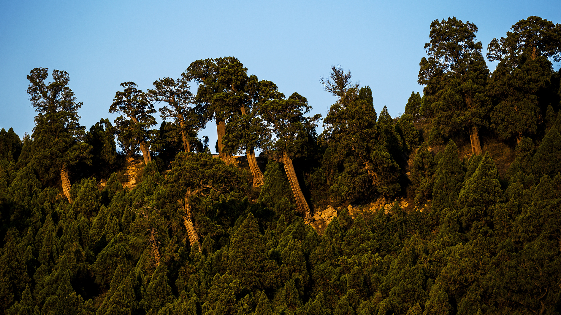 9.交城卦山古柏群生長在山形八卦的山凹里,離縣城兩公里,總占地面積1500余畝，柏樹占地800畝,古柏樹約五萬余株,百年以上的有兩萬余株。.jpg