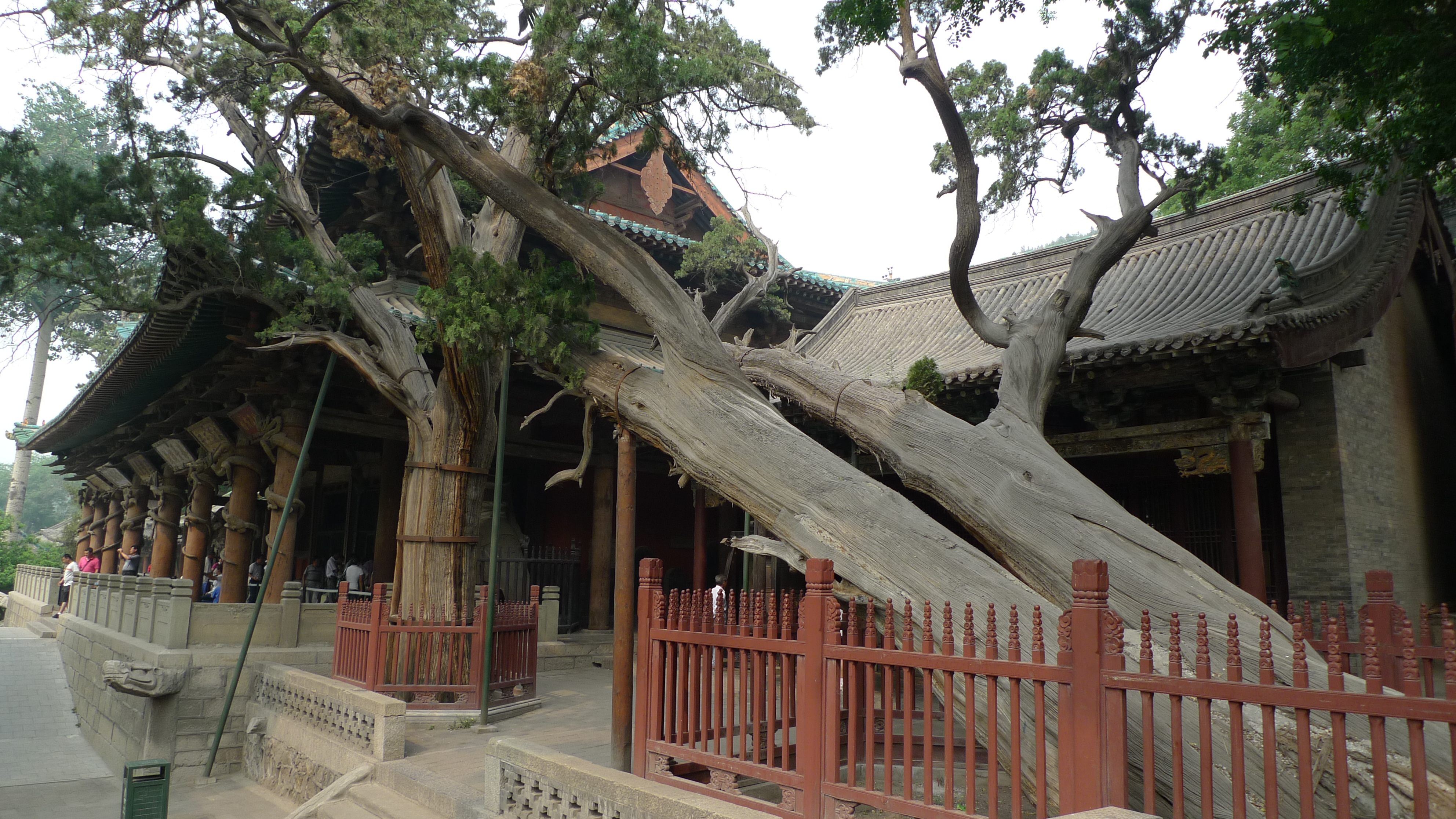 4.晉祠博物館。周柏，俗稱臥龍柏，又名齊年古柏，為晉祠三絕之一，生長于北宋代表建筑圣母殿北側，高21.2米，胸圍8.23米，胸徑2.62米，平均冠幅14.4米，向南傾斜約45度，為西周所植。這棵3000歲的古柏樹，承載著歷史的記憶和見證著時代的更迭，也給人民留下了太多的神秘和傳說。.jpg